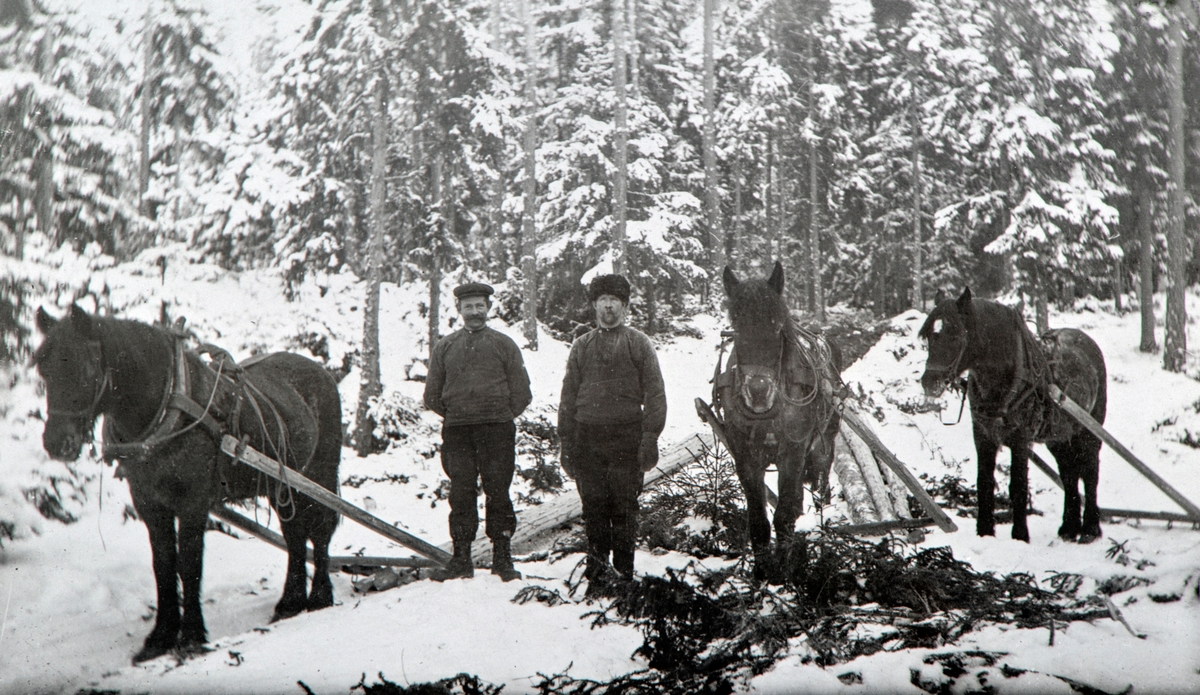 Lunning av tømmer med hest på vinterføre. Fra venstre Kristian Dufset og Emil Tøllevsbakken ( Emil Andreassen ). Hestene Storsvarten, Seile og Velt-Svarten.
