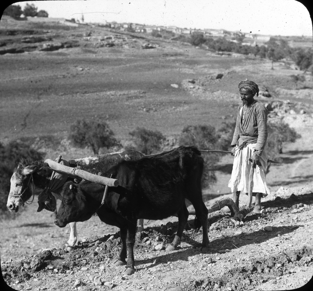 Bilde fra Helge Væringsaasens reise til Midtøsten i 1908/1909.
518 Ploughing.