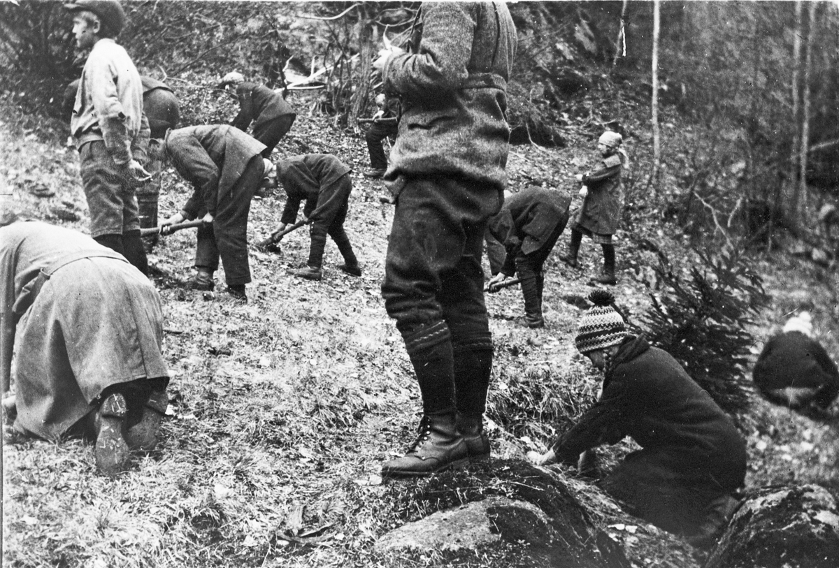 Skogplanting i Søre Kopsengmarka, ca 1917. Skoleklasse under ledelse av gamle husmann Jon Kopseng og lærer Halvard Brumhovd.