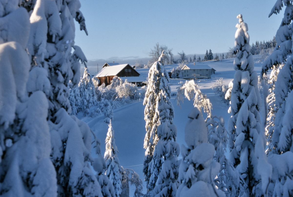 Almeli gård på Feiringåsen, vinterskog
