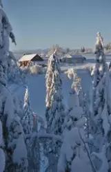 Almeli gård på Feiringåsen, vinterskog