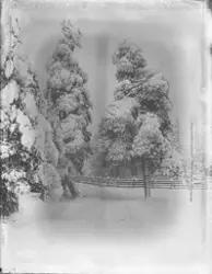 Prot: Vinter - Veiparti Urskog 11/1 1906