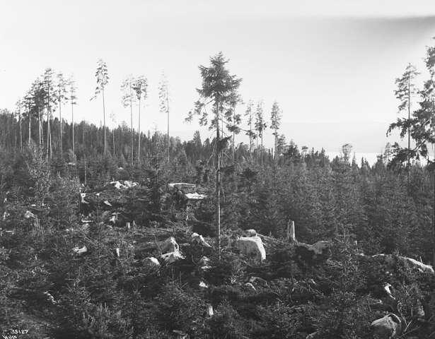 Prot: Skogen Nyskog
Konv: Nyskog paa huggen skogbund