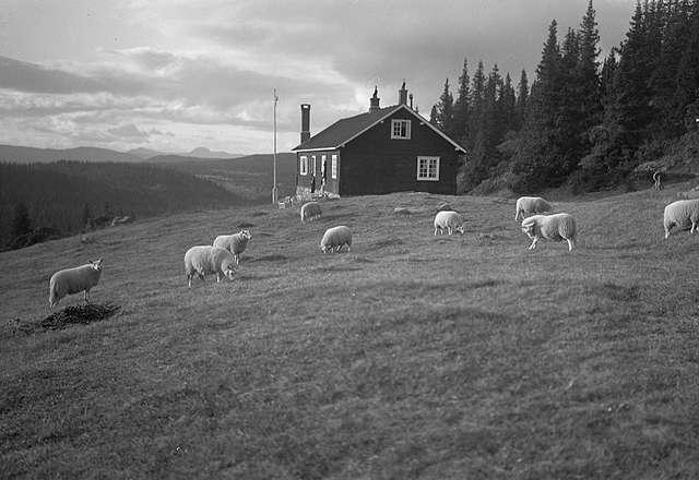 Prot: Høifjell Etnadalen Sauene beiter