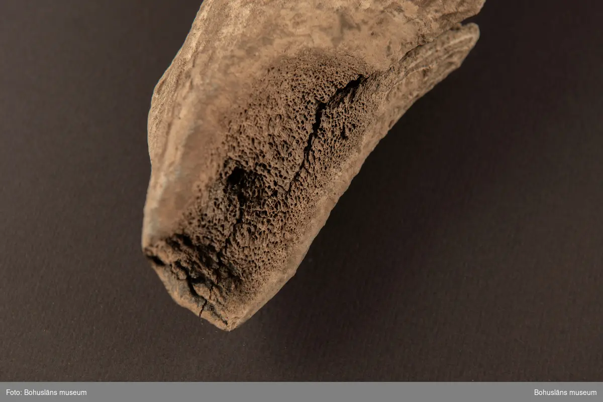 Hacka av kronhjortshorn, med genomgående skafthål ca 30 mm i diam. Eggen är 40 mm bred. På undersida finns kraftig längsgående spricka.