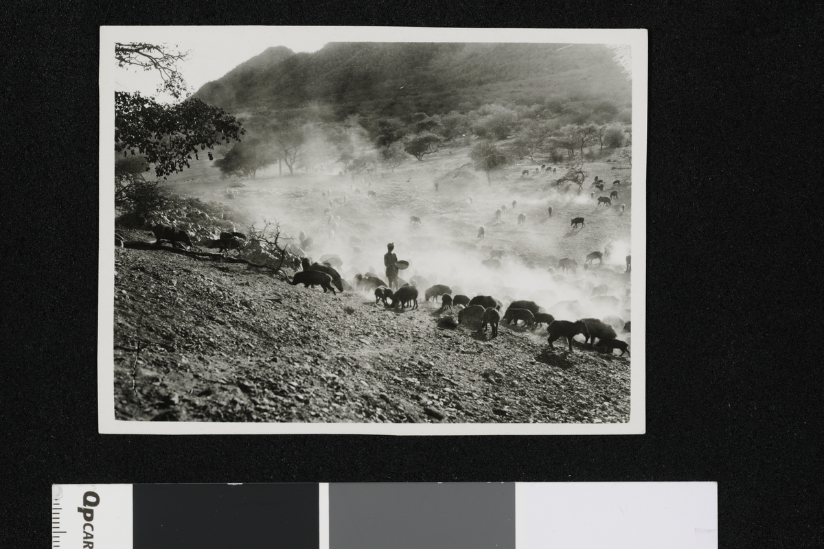 Villsvin og en mann i junglen ved Udaipur. Fotografier tatt i forbindelse med Elisabeth Meyers reise til India 1932-33.