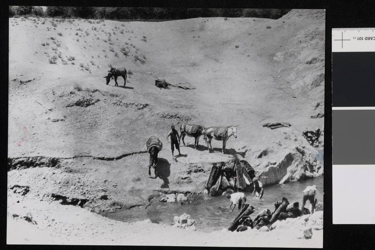 Herding av tepper. Fotografi tatt av/ samlet inn av Elisabeth Meyer fra reise til Iran 1929.