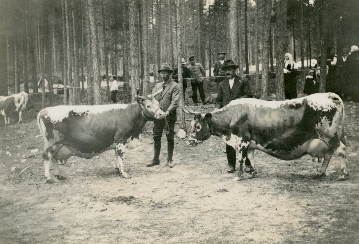 Telemarkskyrne Gullrei og Dagmar.  Vrådal 7.6.1928.
