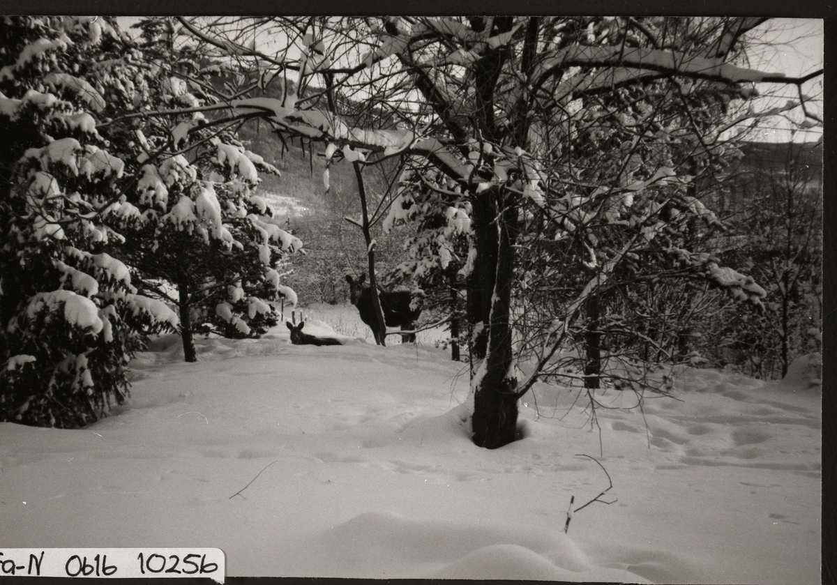 Elg i snøen utenfor huset til Anne Thorberg
