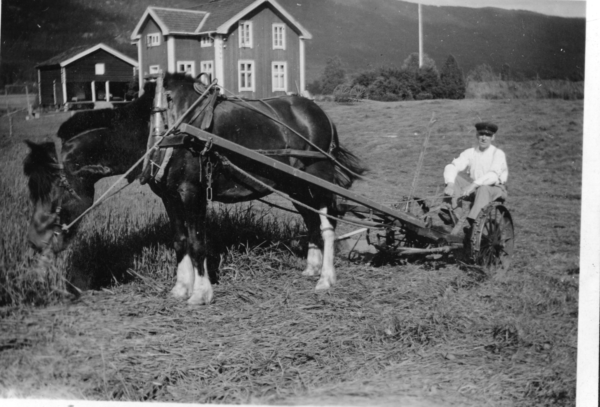 Slåttonn
Slåtten i 1941. Tor Myre. På Myre hadde de hest. Det hadde de ikke på Låplassen, derfor lånte de hesten av og til. En hest (vet ikke om det er denne) hadde Tor sammen med Coop'en. Den ble kalt Coop- svarten.
