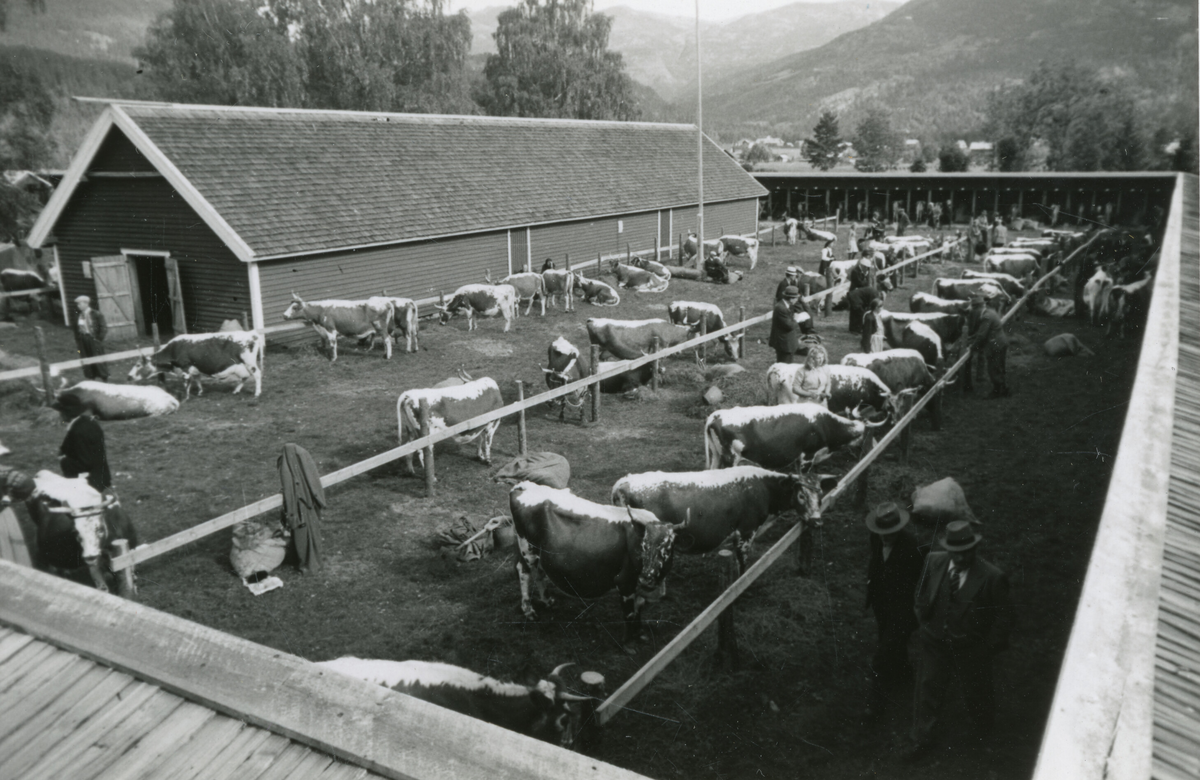 8 bilde frå Seljordutstillinga/Dyrskun i 1941.  Foto Karsten Baardseth.