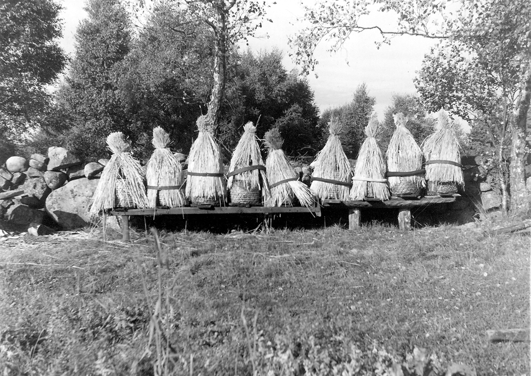 Nio bikupor av halm uppställda på bänkar vid en stengärdsgård. Bärmossen i Värö socken enligt ursprunglig geografisk uppgift, men möjligen är det en missuppfattning och gäller Rörmossen i Väröbacka.
