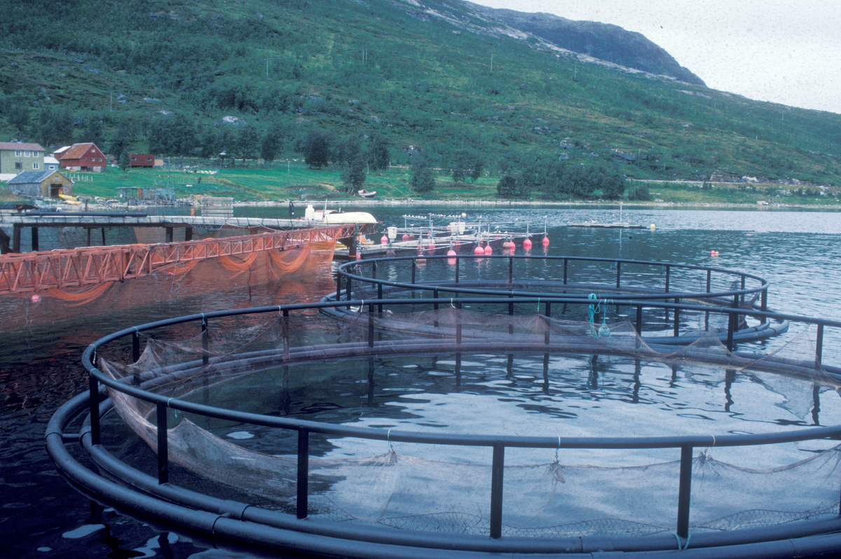 Tromsø 1985 : Oppdrettsmerder på sjøen
