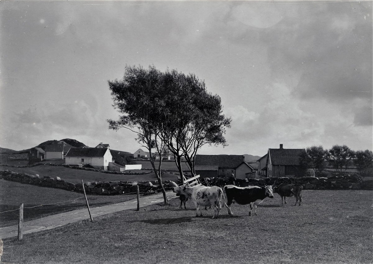 Kyr går på beite ved flere gårder i Haugesund.