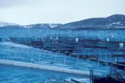 Prospekbilde : Firkantede oppdrettsmerder på sjøen