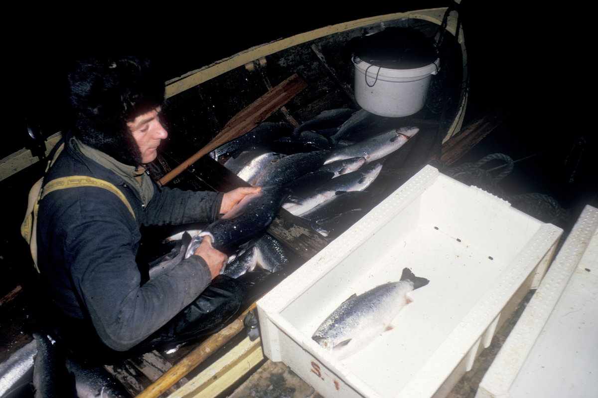 En mann i robåt, løfter fisk over i en kasse som står på land.