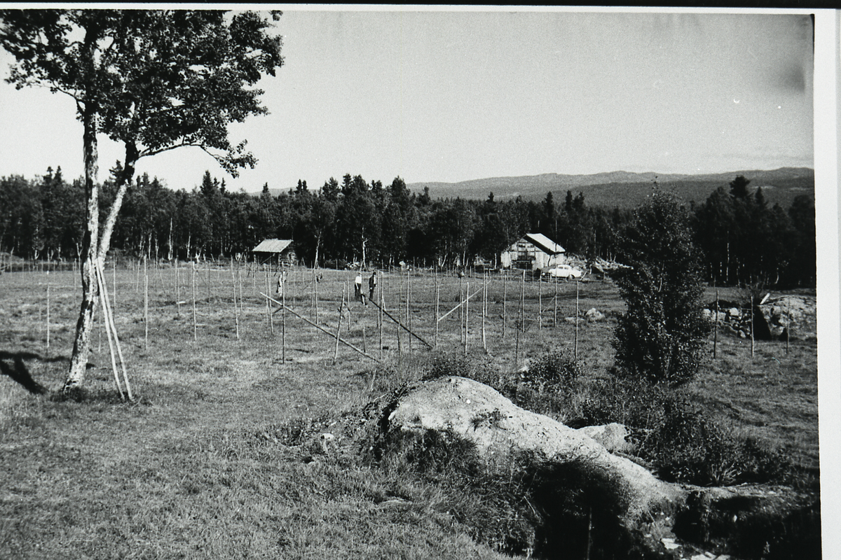 Landbruk.
Åker-brøting i Øli-berget
frå v.Nils Svingen,Anfin Heimli og Ola Berget
bilete er tatt 12.07.1935