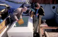 På dekk ombord en båt, 3 menn samlet rundt et kar med fisk