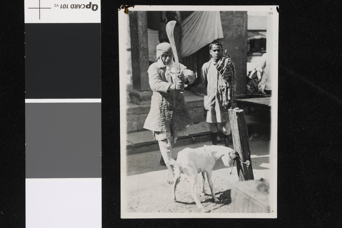En geit skal ofres. India. Fotografi tatt i forbindelse med Elisabeth Meyers reise til India 1932-33.