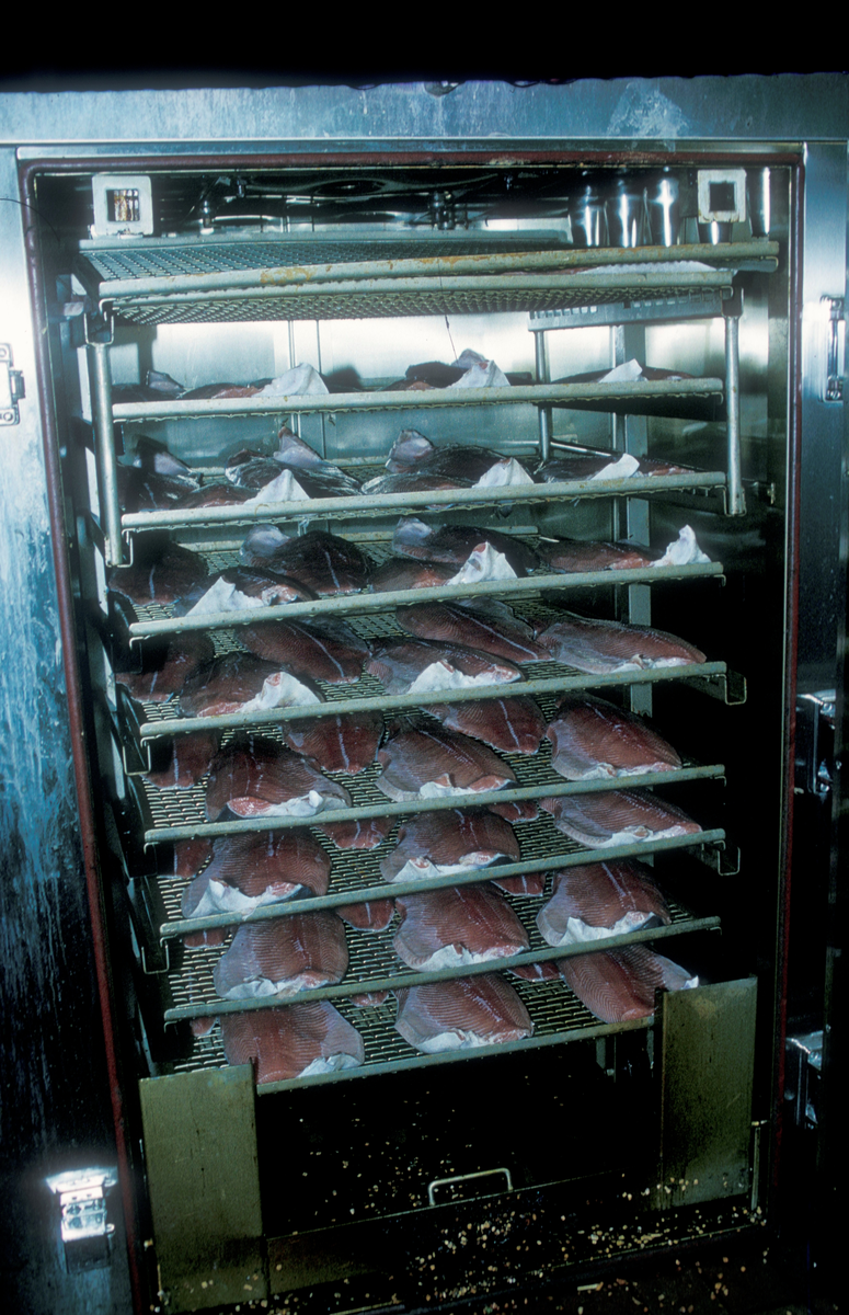 Simo, Bjugn, feb. 1995 : Fileter av oppdrettsfisk satt inn i røykeovnen.