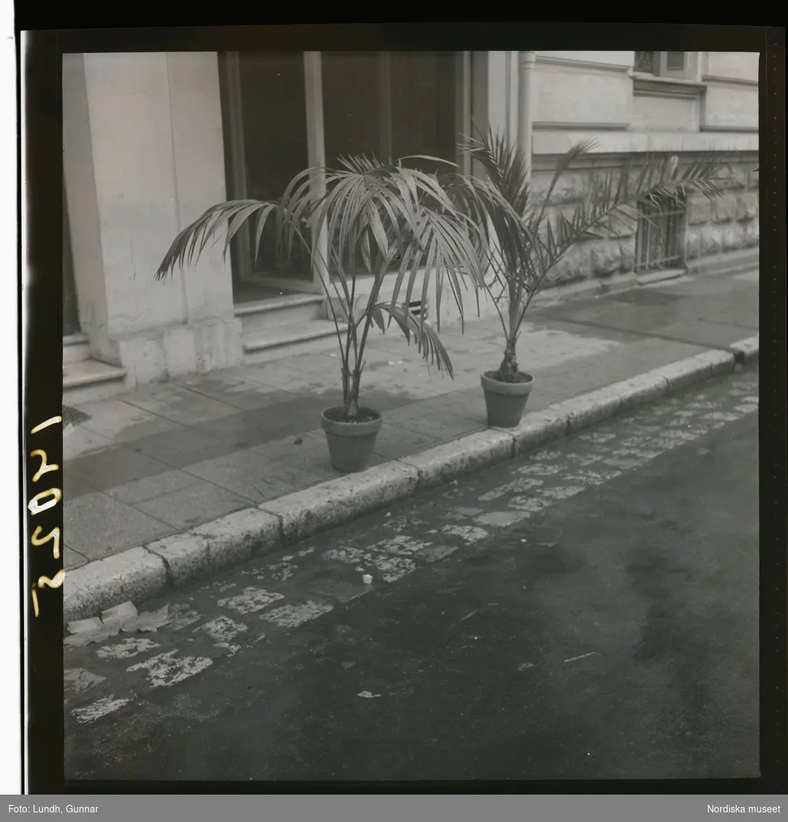 1950. Frankrike. Två palmer i kruka utanför hus