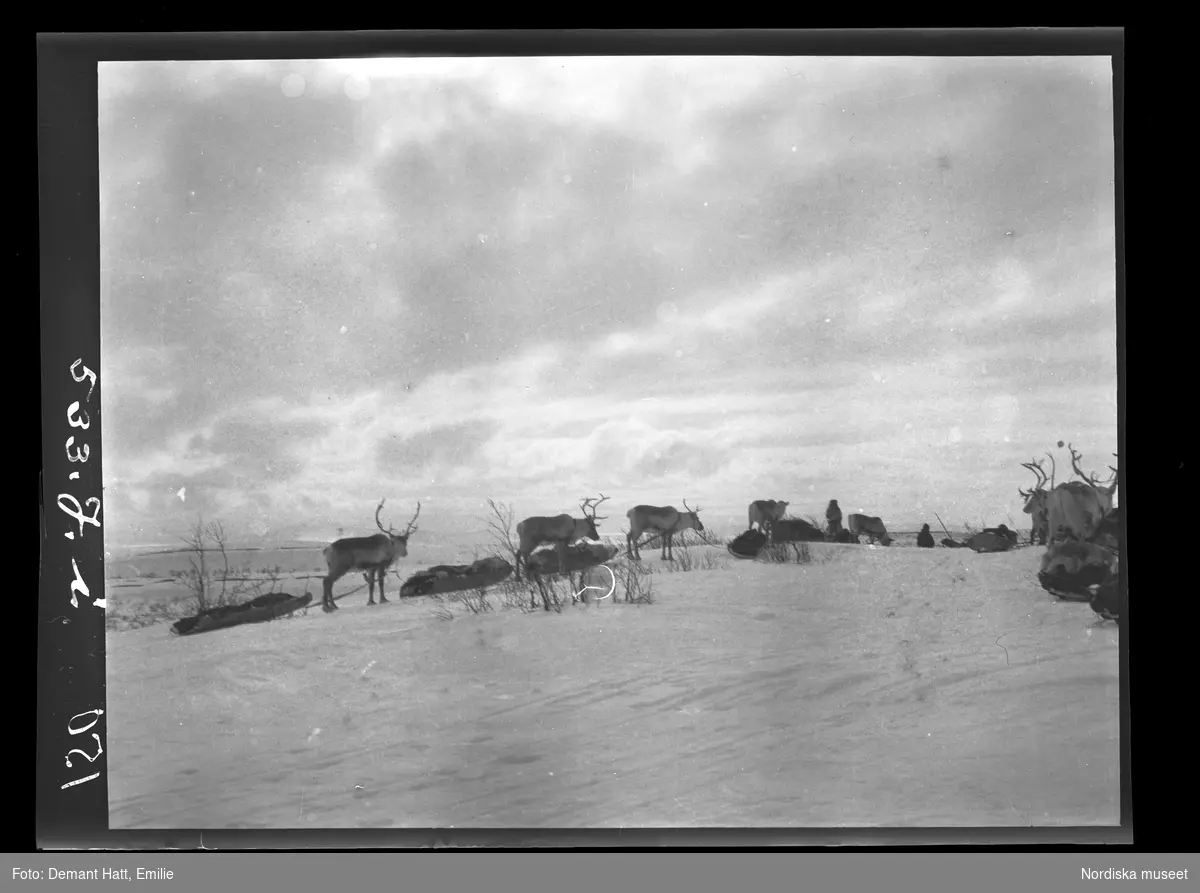 Renar spända för ackjor i ett snöigt fjällandskap under vårflyttningen från Närvä. Bilden ingår i en serie fotografier tagna av Emilie Demant Hatt i Sapmi mellan åren 1907 och 1916.