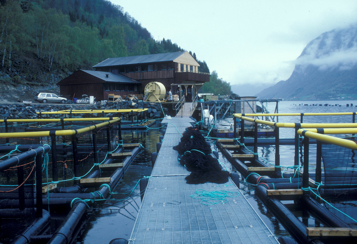 Sogndal, 1987 : Nærbilde av oppdrettsanlegg med gangbane i midten. Rekker med firkantede plastmerder på hver side. På gangbanen ligger en not. Landbase i bakgrunnen. Notvasker på kaia.