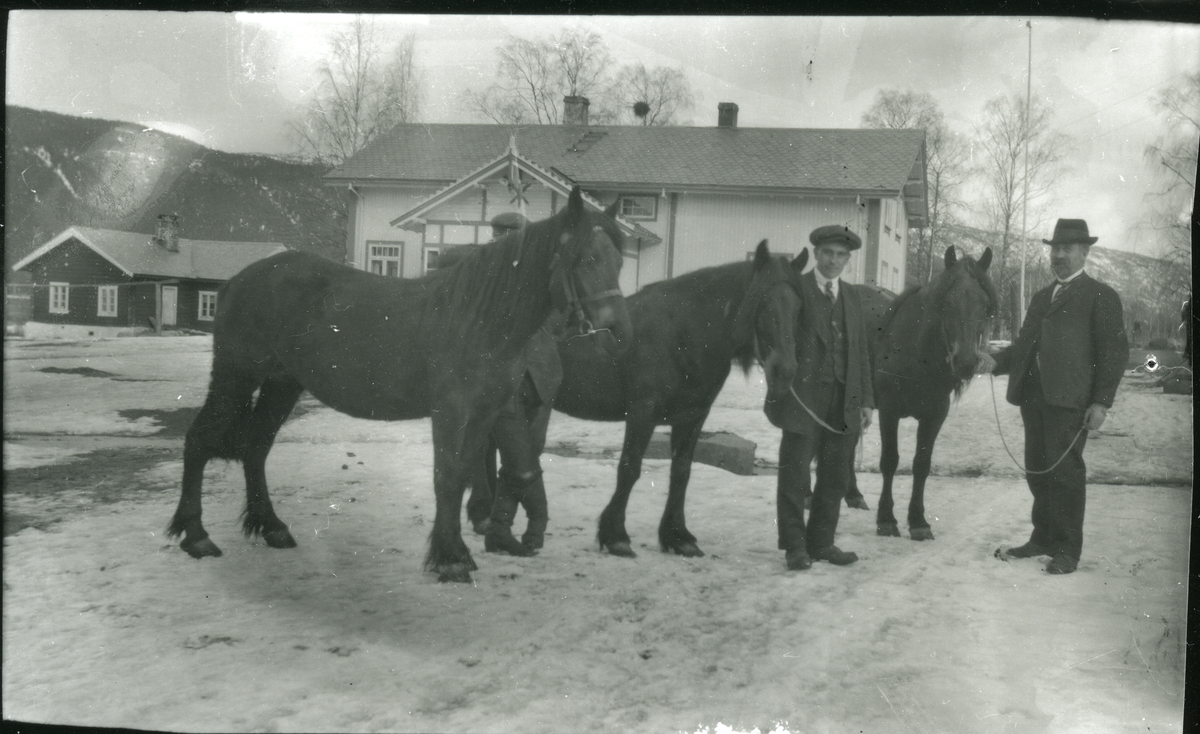 Hester på Rødningen i Nes, fra v. Tollef Rødningen,Ole Sørbøen
