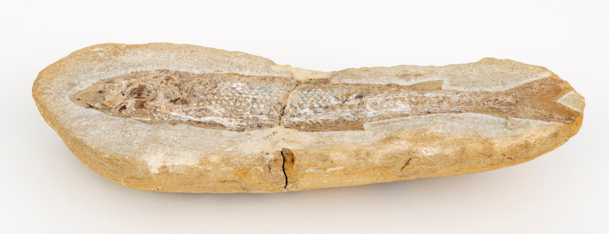 Fossil fisk (Tharrias) med tydelige merker etter skjellett, finner og skjell delvis frilagt fra grå kalkspatmatriks. Merket.