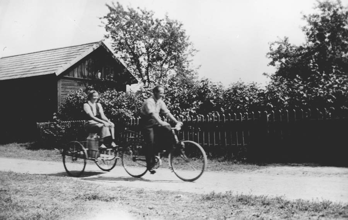 Melketransport på sykkel