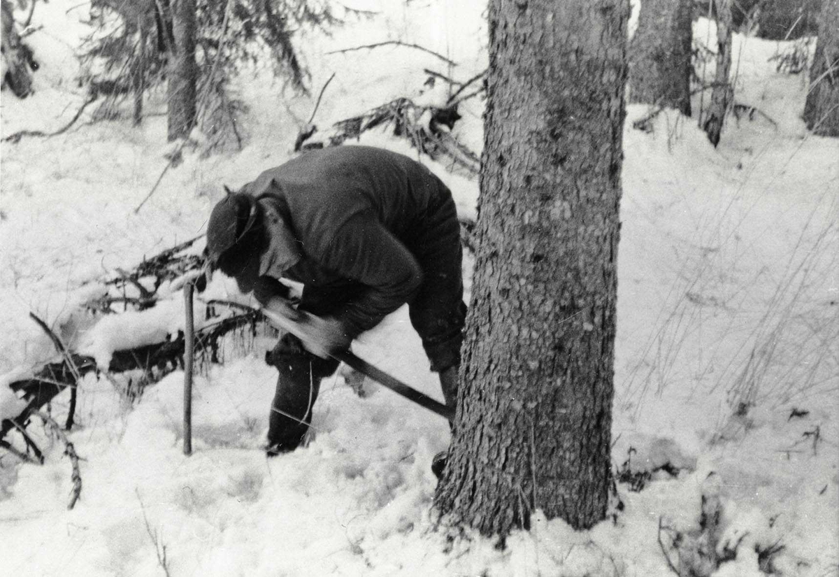 Skogsdrift i Losby, Olaf Åmodt er i ferd med å kappe et tre med sag.
