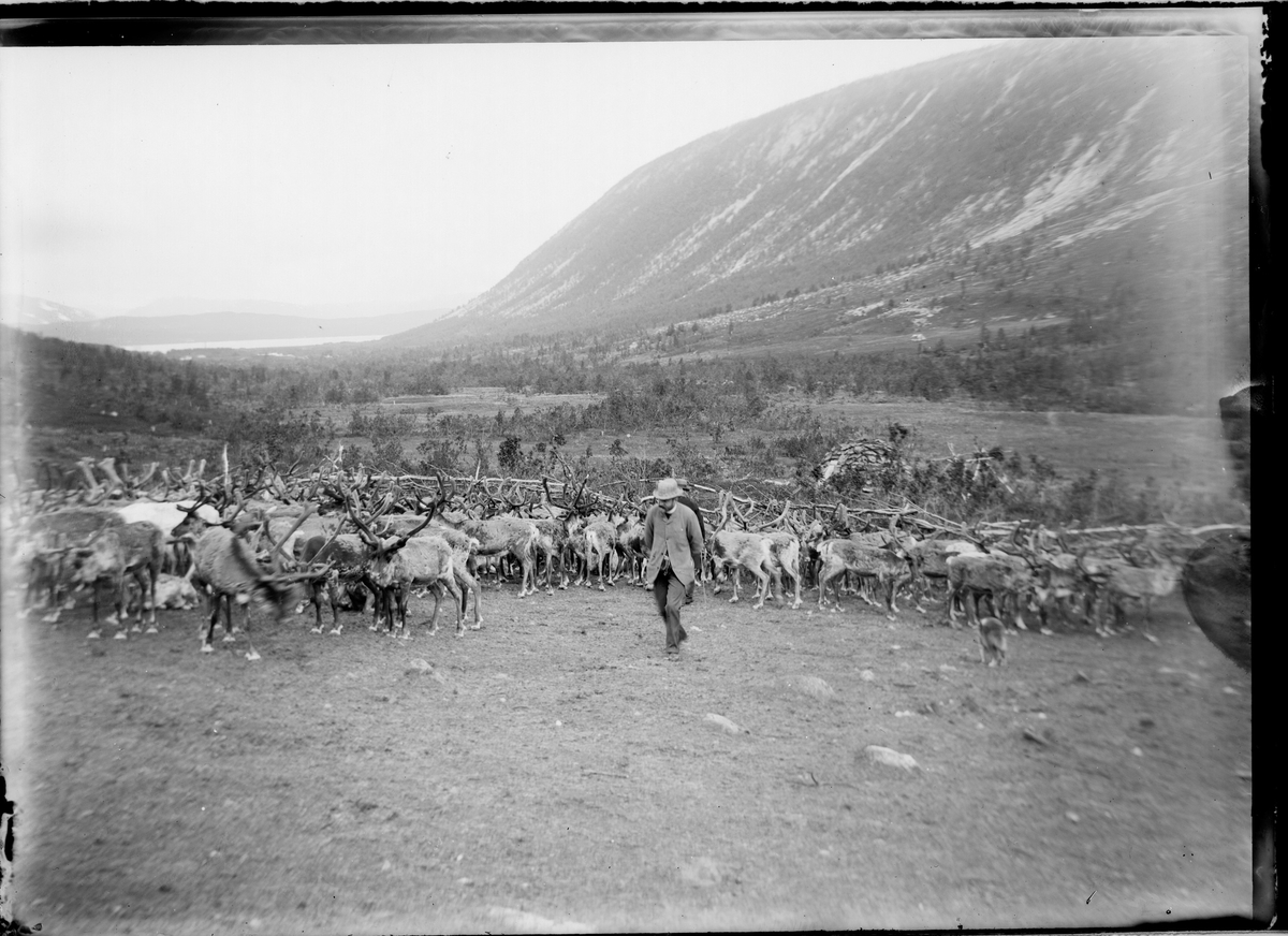 En mann foran mange reinsdyr . Fjell og skog i bakgrunnen.