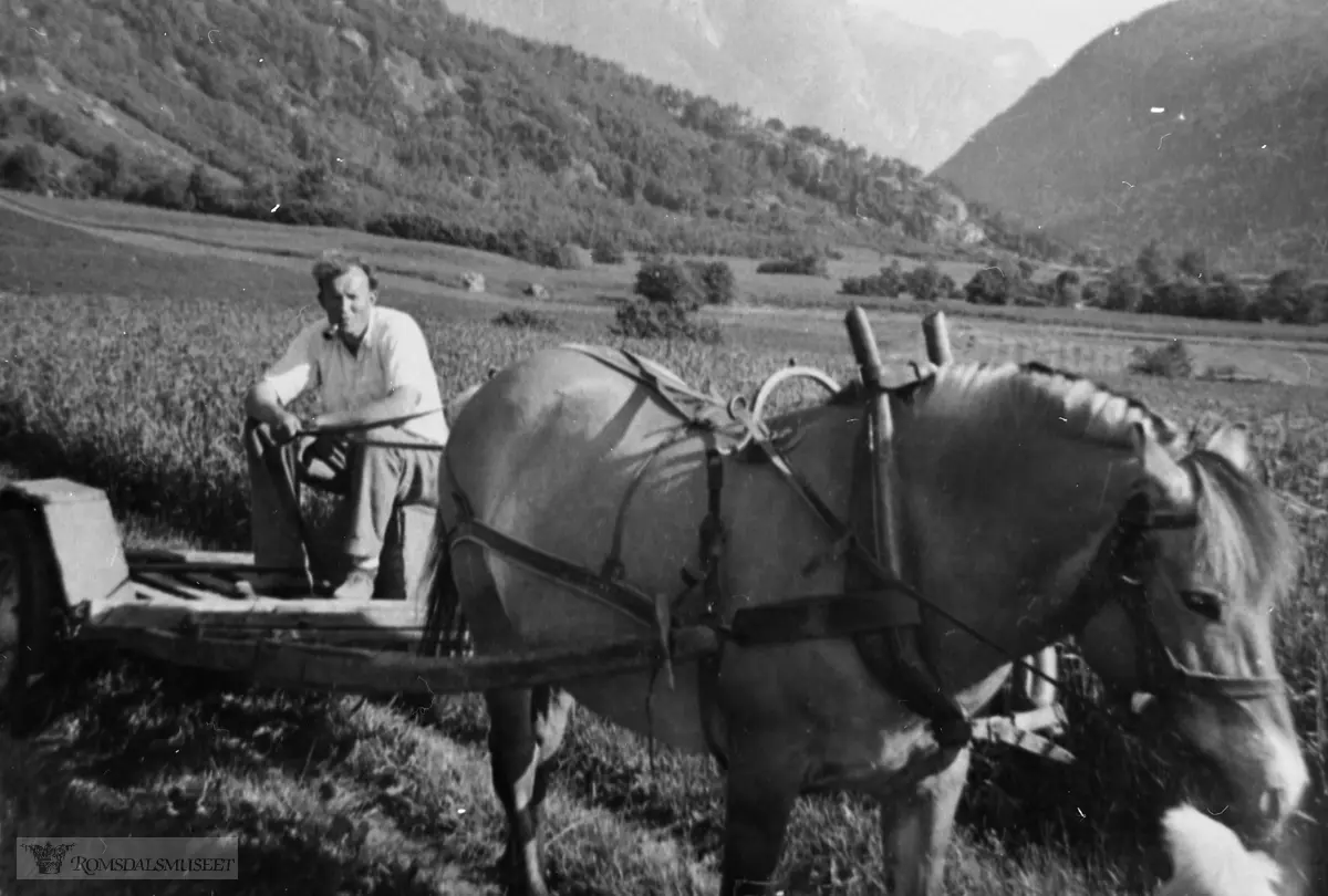 Asbjørn Olav Øveraas med hest og vogn under slåttonna på Nord- vollen i 1951.