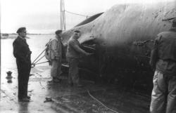 Injisering av formalin i miss Harøy..(Filmbeholder 53025 dat