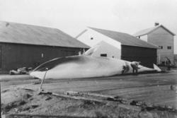 Aukra Kval A/S. Finnkval på flenseplanet