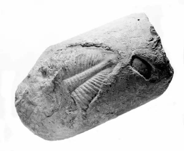 Metoder dating fossiler