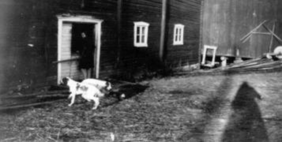 Dame og 2 hunder ved stalldør på Eik, Helgøya.