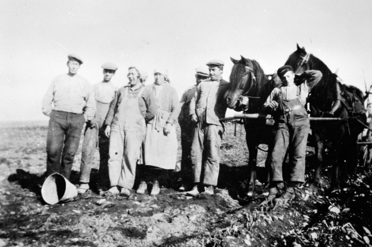 Potetonn på Slettvollen, Lismarka. Sju potetplukkere. Anton Sletvold til venstre for hestene.
