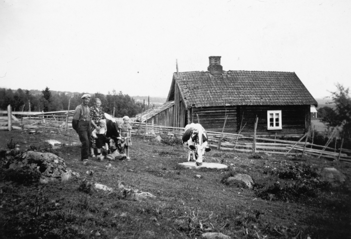 Hangen, Furnes. Husmannsplass 10. 08. 1939. Bilde av Martin (1899-1973) og Magnhild (1906-1992) Thorleifsen, sammen med barna Anny (f. 1931) og Mikael (1933-1987).  Bilde er tatt utenfor stuebygningen på husmannsplassen Hangen i Furnesåsen.  Der var de var husmannsfolk inntil de fikk kjøpt nabobruket Tåsenstuen, som de kalte Røste. De to kuene på bildet var, sammen med et lite potetland og de lønnete oppdragene Martin kunne få på gardene i nabolaget familiens næringsgrunnlag.  I bakgrunnen, like til høyre for vestgavlen på Hangen-stua, skimter vi stabburet på Nordre Lund, hvor Martin Thorleifsen sikkert hadde mange av sine arbeidsoppdrag. Den lille jenta på bildet, Anny, giftet seg for øvrig med Leif Dybvig.