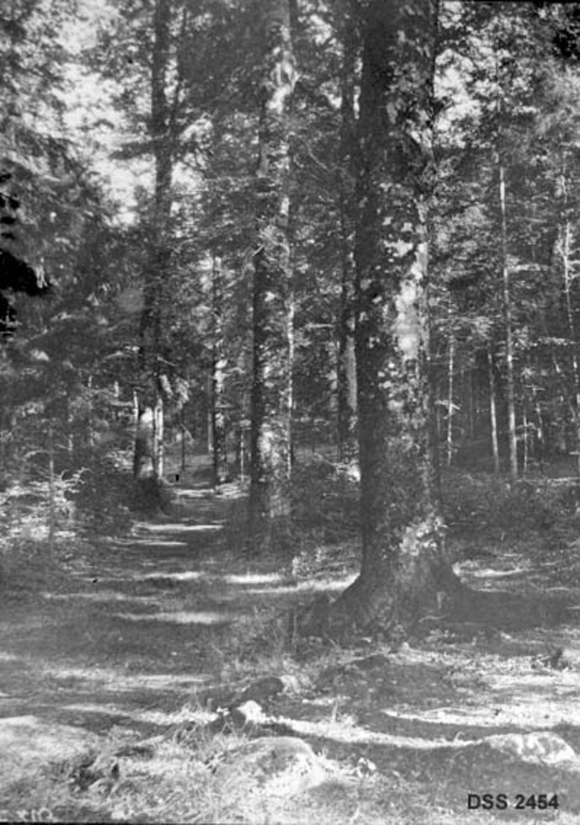 Fra bøkeskogen i Larvik i Vestfold.  Fotografiet viser en sti omgitt av til dels store bøketrær. 