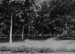 Fra en av URCELs plantasjer i Uganda.