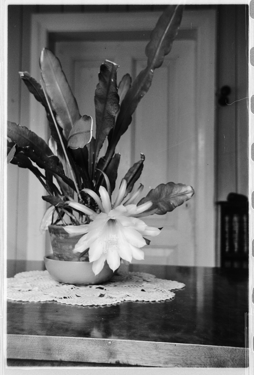 Interiør, stue. Blomst i blomsterpotte på et bord. 