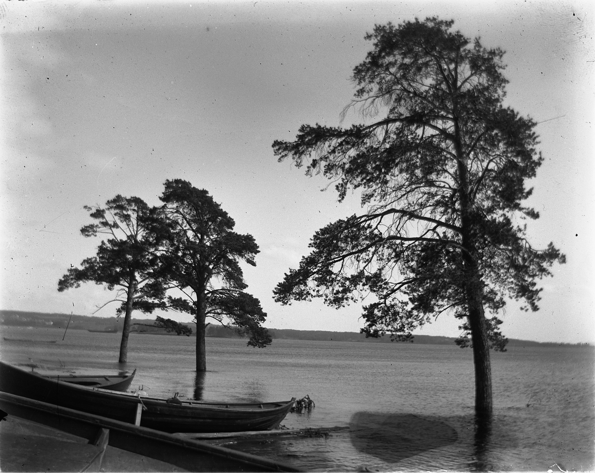 Hamar, Høiensalodden, Sterudodden, Mjøsflommen 1927,  Flom i Mjøsa 1927. Robåter, furutrær.