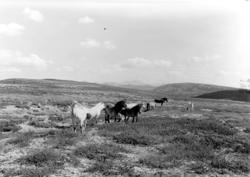HESTER PÅ SOMMERBEITE PÅ HØYFJELLET, FJELLLANDSKAP. MOTIV UK