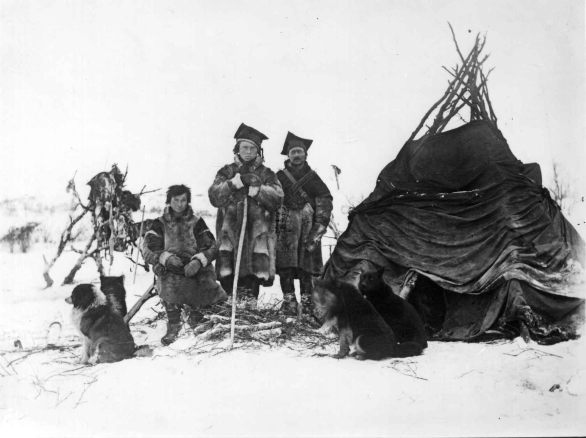Reingjetere og hunder ved teltet, Sør-Varanger, Finnmark, før 1900.