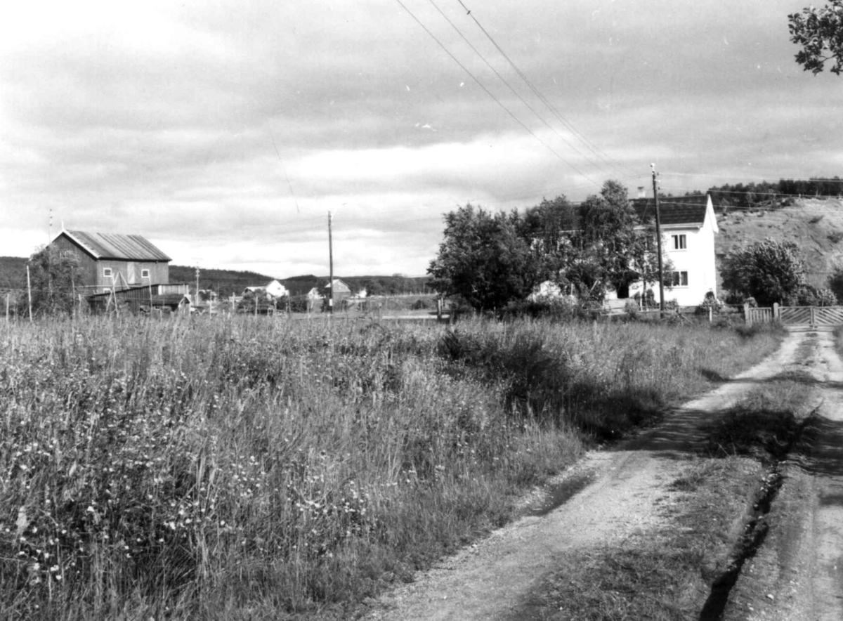 Gårder med boliger og låver Neiden, 1968.