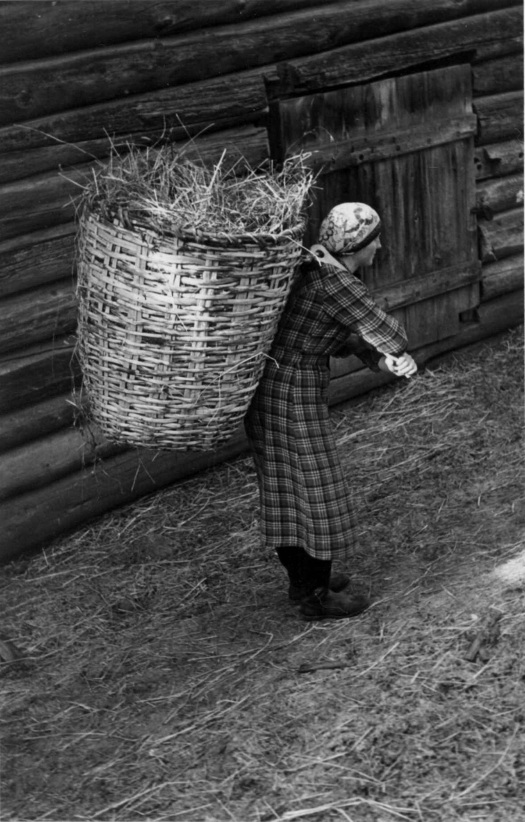 En kvinne bærer høy i kurv fra løa til fjøset. Prestegard, Heidal, Oppland 1939.