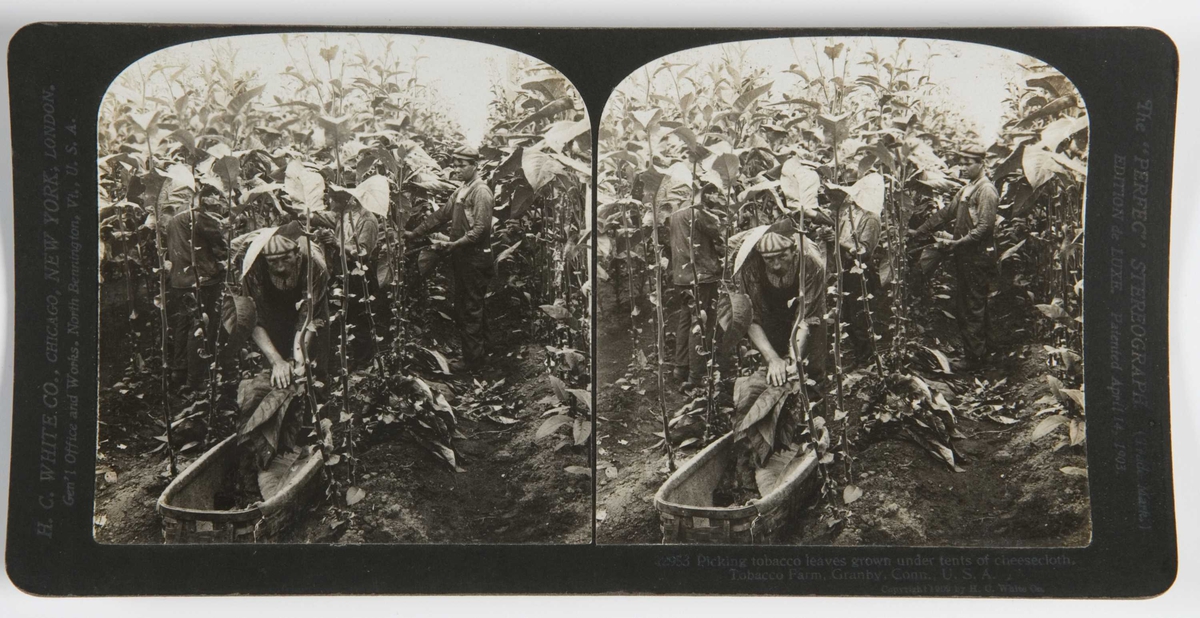 Stereoskopi. Arbeidere plukker tobakksplanter, Connecticut, USA.