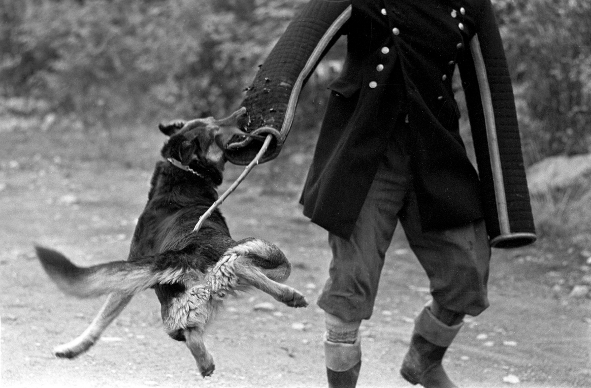 Schæferhund under opplæring. Trening av hunder ved Politiets Hundeskole på Ilseng ved Hamar i oktober 1961.