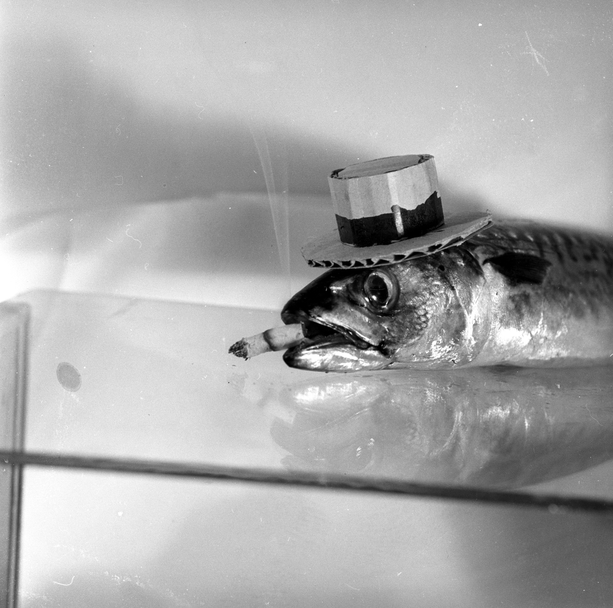 Mann som later som skal spise rå makrell.
Fotografert 1954.